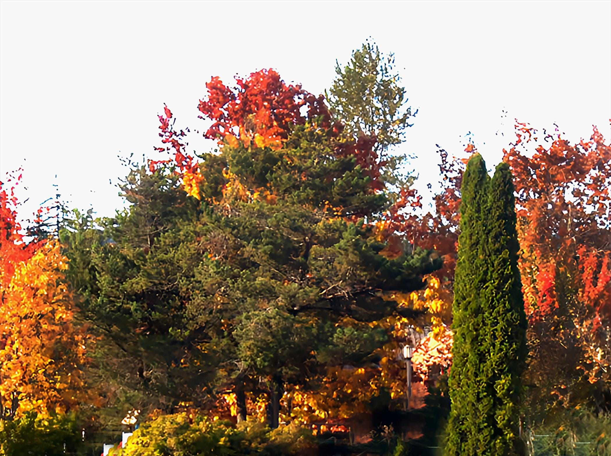 Outdoor Scenic