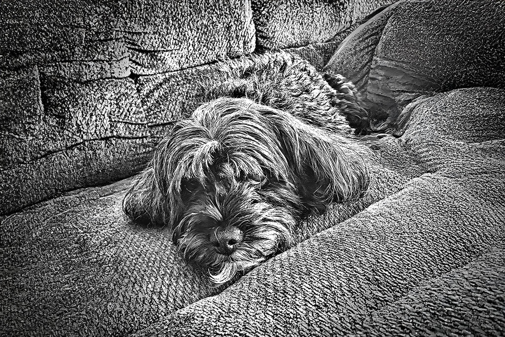 Personalized hand-drawn portrait of Piper, a custom pet illustration — unique dog memorial gift and wall art for pet lovers, perfect for home decor or remembrance.