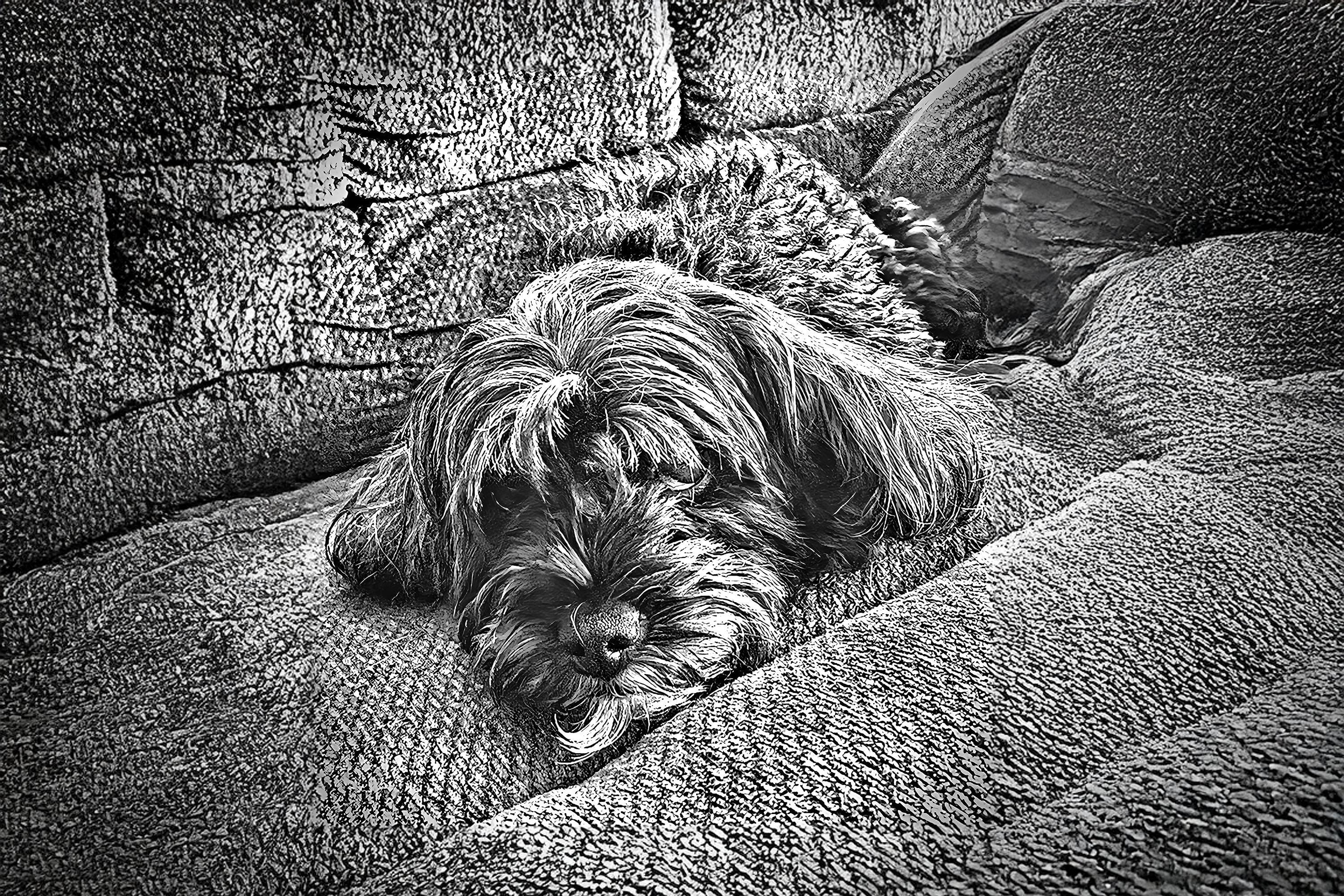 Personalized hand-drawn portrait of Piper, a custom pet illustration — unique dog memorial gift and wall art for pet lovers, perfect for home decor or remembrance.