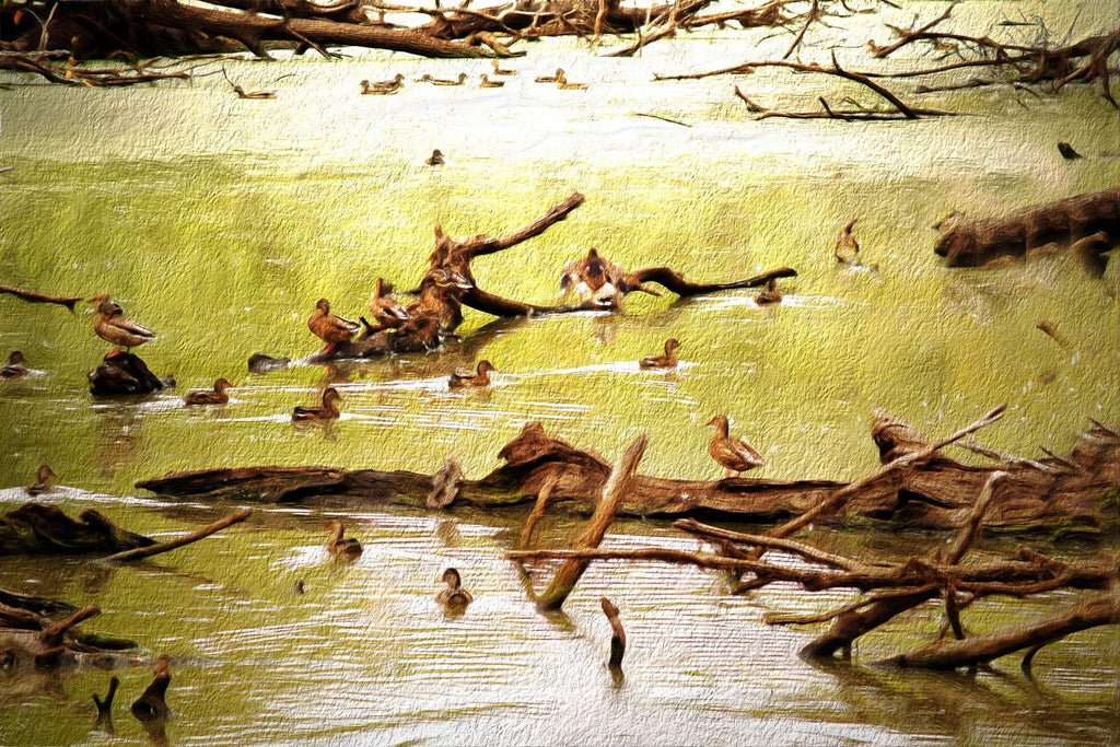 Ducks on Water Wall Art, Nature Photography Print, Lake Scene Decor, Wildlife Photo Gift, Calm Outdoor Landscape, Rustic Home Accent