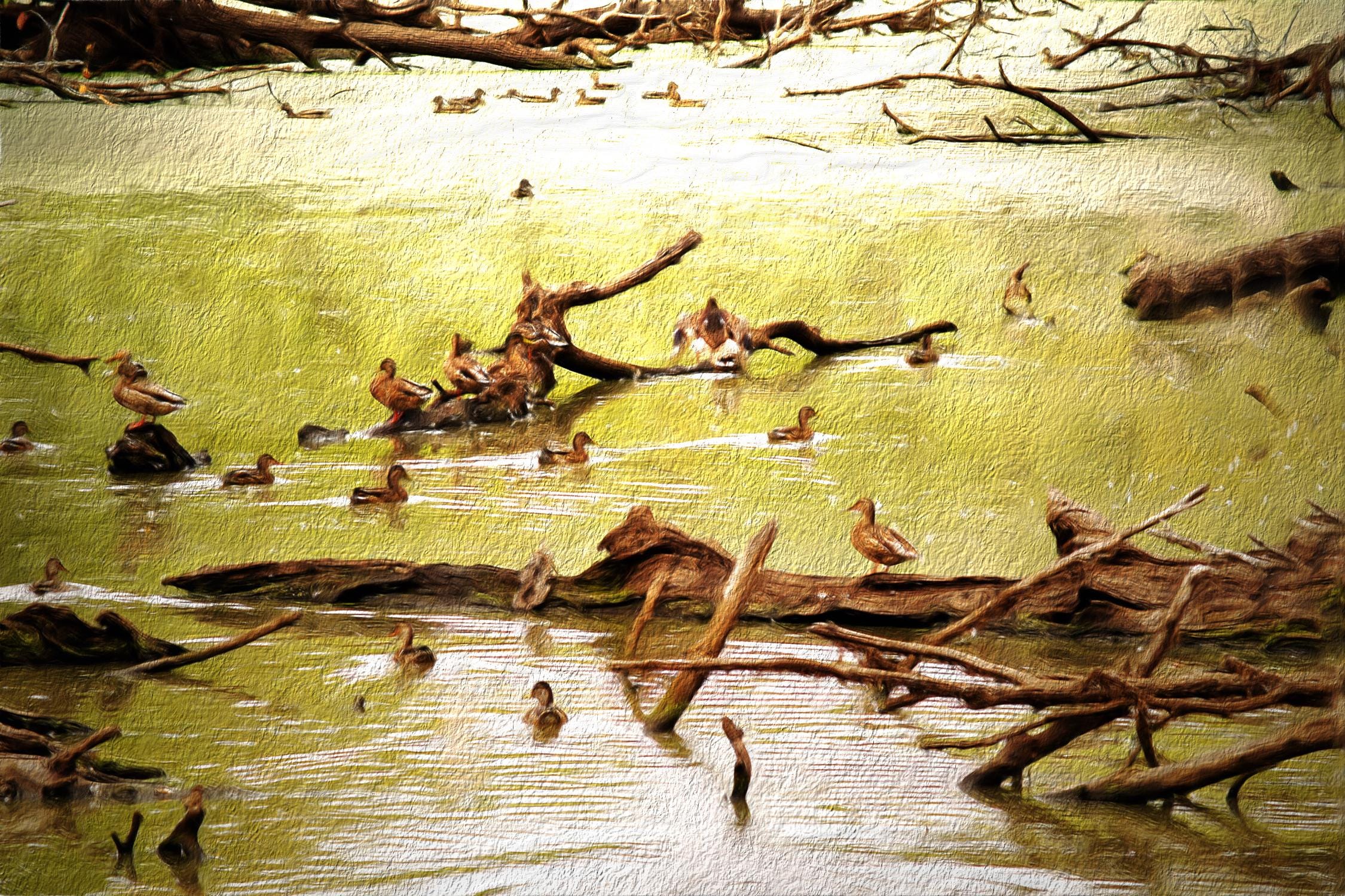 Ducks on Water Wall Art, Nature Photography Print, Lake Scene Decor, Wildlife Photo Gift, Calm Outdoor Landscape, Rustic Home Accent
