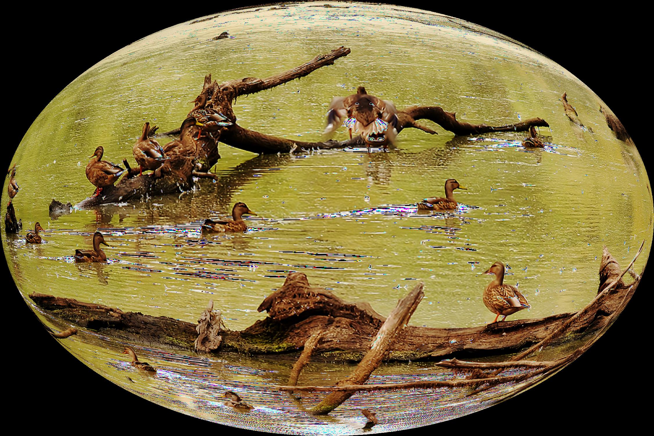 Ducks on Water Wall Art, Nature Photography Print, Lake Scene Decor, Wildlife Photo Gift, Calm Outdoor Landscape, Rustic Home Accent