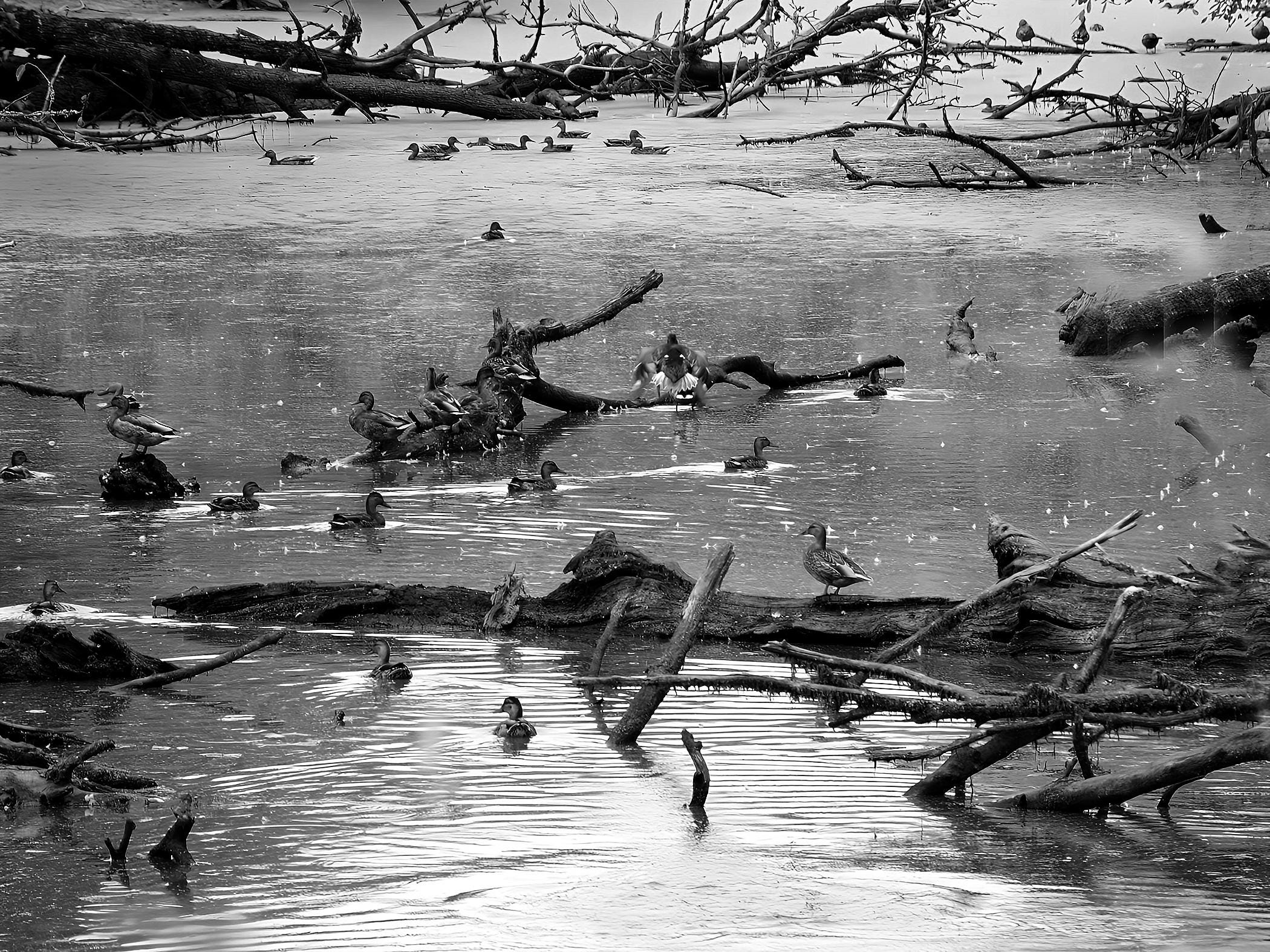 Ducks on Water Wall Art, Nature Photography Print, Lake Scene Decor, Wildlife Photo Gift, Calm Outdoor Landscape, Rustic Home Accent