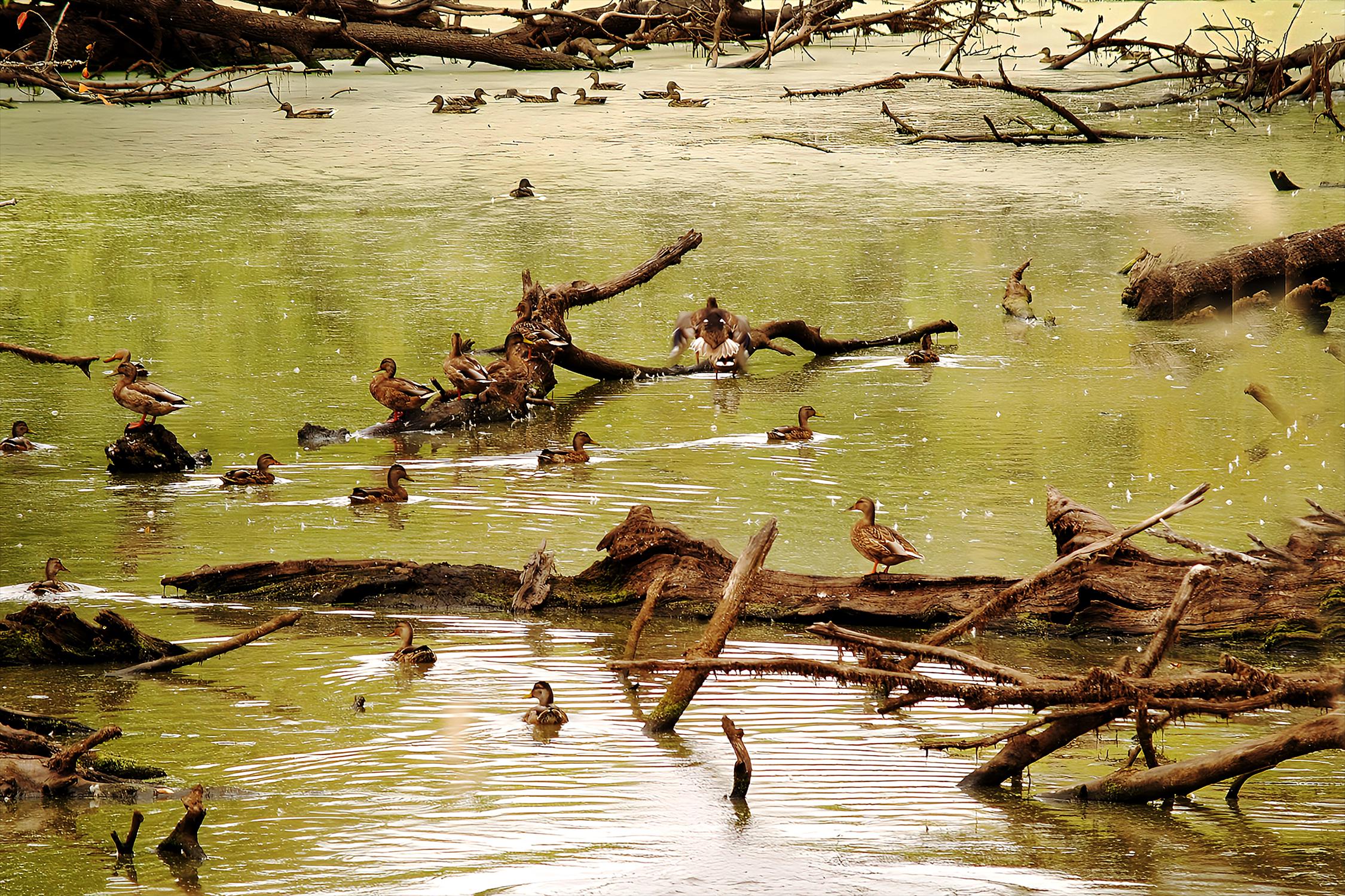 Ducks on Water Wall Art, Nature Photography Print, Lake Scene Decor, Wildlife Photo Gift, Calm Outdoor Landscape, Rustic Home Accent